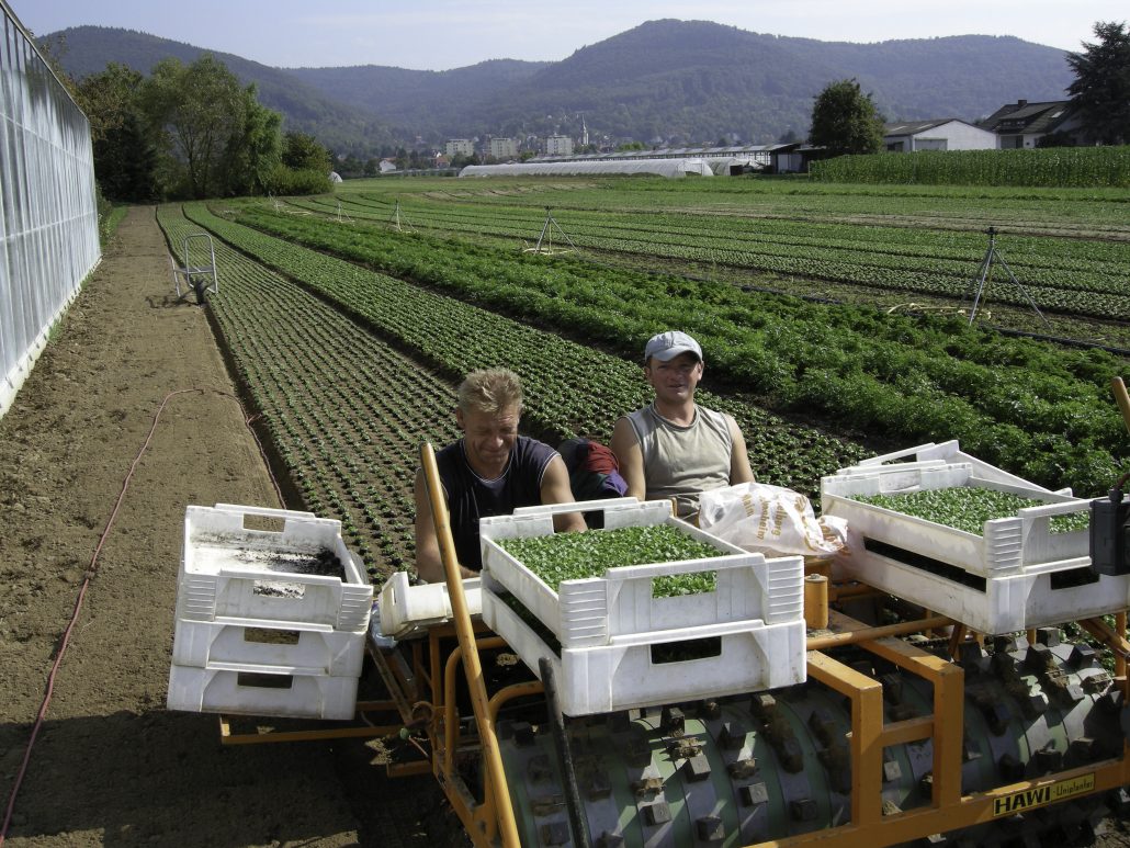 Personen › BiolandGärtnerei Wiesenäcker